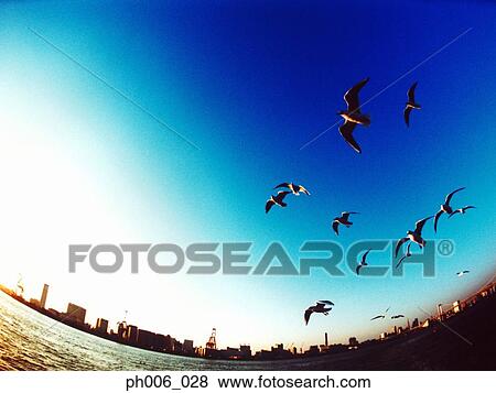 An aerial fisheye lens view of Tokyo Bay, Japan, Seagulls flying View Large Photo Image Stock Photo - An aerial fisheye lens view of Tokyo Bay, Japan, Seagulls flying. Fotosearch