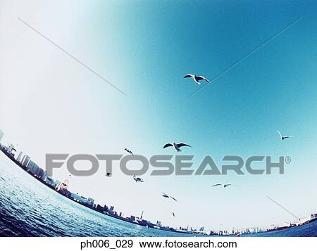 An aerial fisheye lens view of Tokyo Bay, Japan, Seagulls flying View Large Photo Image Stock Photo - An aerial fisheye lens view of Tokyo Bay, Japan, Seagulls flying. Fotosearch