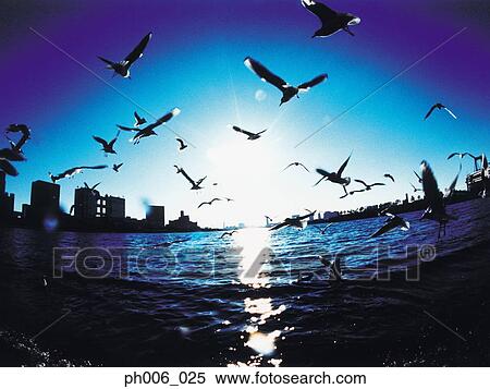 An aerial fisheye lens view of Tokyo Bay, Japan, Seagulls flying View Large Photo Image Stock Photography - An aerial fisheye lens view of Tokyo Bay, Japan, Seagulls flying. Fotosearch