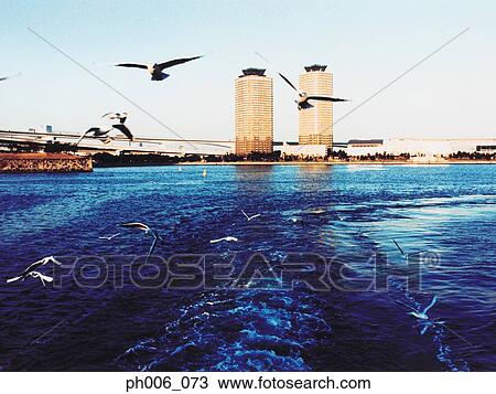 Japan, Minato-ku skyline, Seagulls flying, Tokyo, Japan View Large Photo Image Stock Image - Japan, Minato-ku skyline, Seagulls flying, Tokyo, Japan. Fotosearch