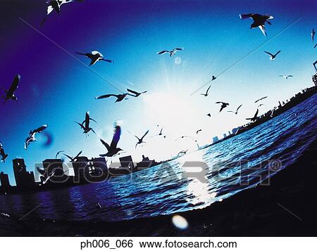 Japan, Minato-ku skyline, Seagulls flying View Large Photo Image Stock Photograph - Japan, Minato-ku skyline, Seagulls flying. Fotosearch
