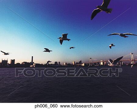Japan, Tokyo Bay, Rainbow Bridge, Seagulls flying View Large Photo Image Stock Image - Japan, Tokyo Bay, Rainbow Bridge, Seagulls flying. Fotosearch