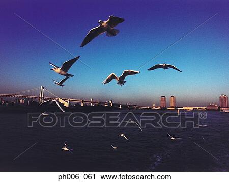 Japan, Tokyo Bay, Rainbow Bridge, Seagulls flying View Large Photo Image Stock Image - Japan, Tokyo Bay, Rainbow Bridge, Seagulls flying. Fotosearch