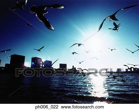 Japan, Tokyo Bay skyline, Seagulls flying View Large Photo Image Stock Image - Japan, Tokyo Bay skyline, Seagulls flying. Fotosearch