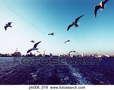 Japan, Tokyo Bay skyline, Seagulls flying View Large Photo Image Stock Photo - Japan, Tokyo Bay skyline, Seagulls flying. Fotosearch