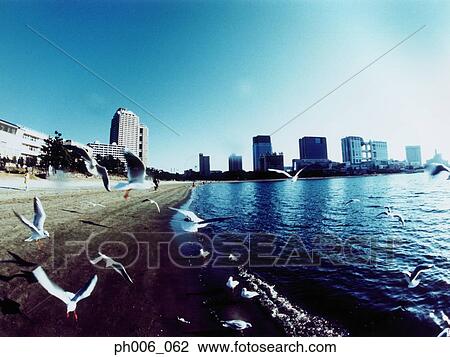 Seagulls fly above the waves under a clear sky View Large Photo Image Stock Image - Seagulls fly above the waves under a clear sky. Fotosearch