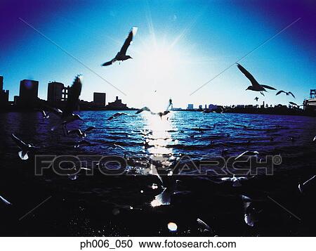 Silhouetted Minato-ku skyline at sunset, Seagulls flying, Tokyo, Japan View Large Photo Image Stock Image - Silhouetted Minato-ku skyline at sunset, Seagulls flying, Tokyo, Japan. Fotosearch