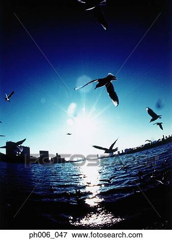 Silhouetted Minato-ku skyline at sunset, Seagulls flying, Tokyo, Japan View Large Photo Image Stock Photo - Silhouetted Minato-ku skyline at sunset, Seagulls flying, Tokyo, Japan. Fotosearch