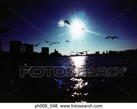 Silhouetted Minato-ku skyline at sunset, Seagulls flying, Tokyo, Japan View Large Photo Image Stock Photo - Silhouetted Minato-ku skyline at sunset, Seagulls flying, Tokyo, Japan. Fotosearch