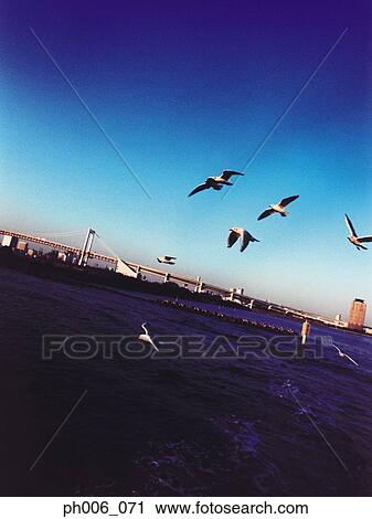 Stock Image - Tokyo Bay, Rainbow Bridge, Tokyo, Japan. Fotosearch