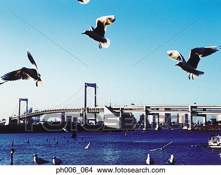 Tokyo Bay, Rainbow Bridge, Tokyo View Large Photo Image Picture - Tokyo Bay, Rainbow Bridge, Tokyo. Fotosearch