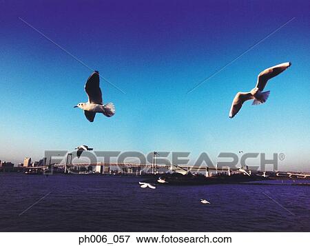 Stock Photo - Tokyo Bay, Rainbow Bridge, Tokyo. Fotosearch