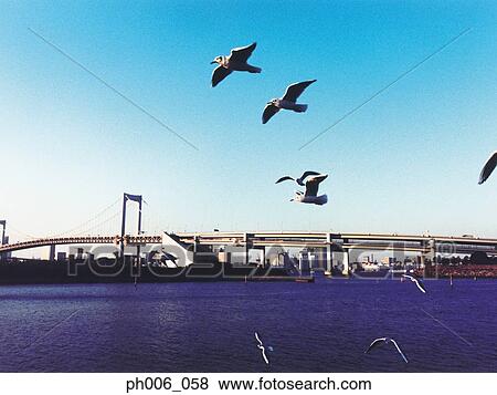 Tokyo Bay, Rainbow Bridge, Tokyo View Large Photo Image Stock Photo - Tokyo Bay, Rainbow Bridge, Tokyo. Fotosearch