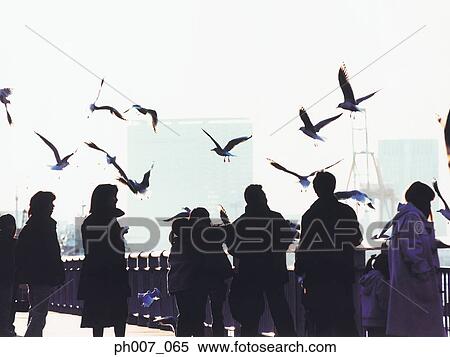 People on jetty, seagulls flying overhead, silhouette View Large Photo Image Stock Photography - People on jetty, seagulls flying overhead, silhouette. Fotosearch