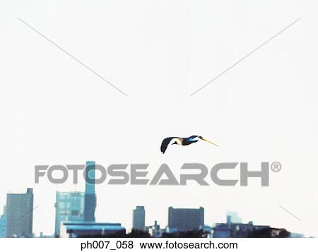 Seagull flying over Tokyo Bay skyline View Large Photo Image Stock Photo - Seagull flying over Tokyo Bay skyline. Fotosearch