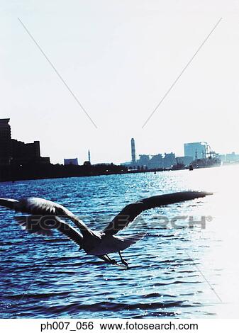 Seagull flying over Tokyo Bay skyline View Large Photo Image Stock Photograph - Seagull flying over Tokyo Bay skyline. Fotosearch