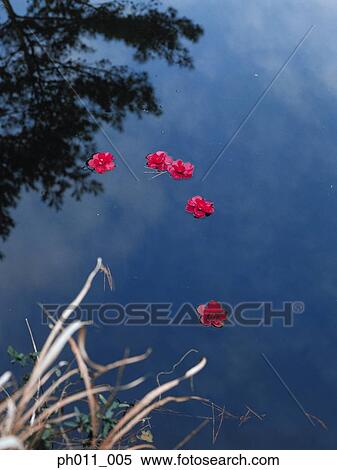 A few red flowers floating on water surface View Large Photo Image Stock Photography - A few red flowers floating on water surface. Fotosearch