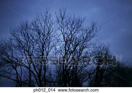 A bare tree View Large Photo Image Picture - A bare tree. Fotosearch