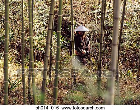 Samurai warrior standing in the bamboo field View Large Photo Image Stock Photograph - Samurai warrior standing in the bamboo field. Fotosearch