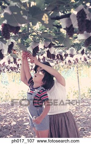Mother and son plucking grapes View Large Photo Image Stock Photo - Mother and son plucking grapes. Fotosearch