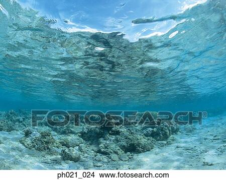 Coral reef underwater View Large Photo Image Picture - Coral reef underwater. Fotosearch