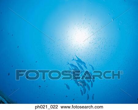 Directly Below a School of Fish View Large Photo Image Stock Image - Directly Below a School of Fish . Fotosearch