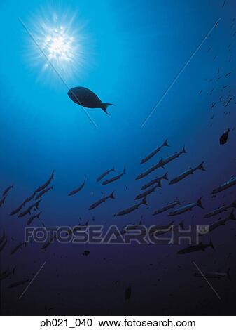 Directly Below a School of Fish View Large Photo Image Stock Image - Directly Below a School of Fish . Fotosearch