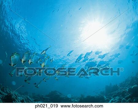 Directly Below a School of Fish View Large Photo Image Stock Photo - Directly Below a School of Fish . Fotosearch