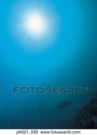 Directly Below a School of Fish View Large Photo Image Stock Photo - Directly Below a School of Fish . Fotosearch