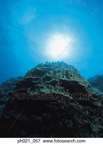 Light shining on coral, close up View Large Photo Image Stock Photo - Light shining on coral, close up. Fotosearch