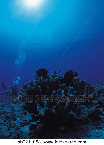 Light shining on coral, close up View Large Photo Image Stock Photo - Light shining on coral, close up. Fotosearch