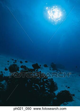 Light shining on coral reef and diver swimming View Large Photo Image Stock Image - Light shining on coral reef and diver swimming. Fotosearch