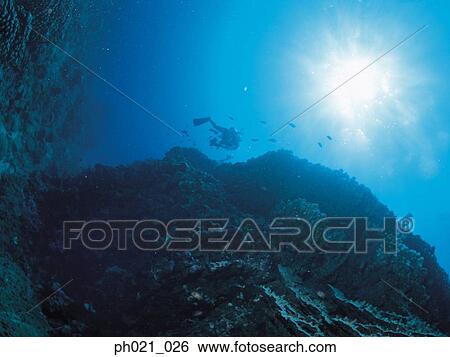 Light shining on coral reef and diver swimming View Large Photo Image Stock Photograph - Light shining on coral reef and diver swimming. Fotosearch