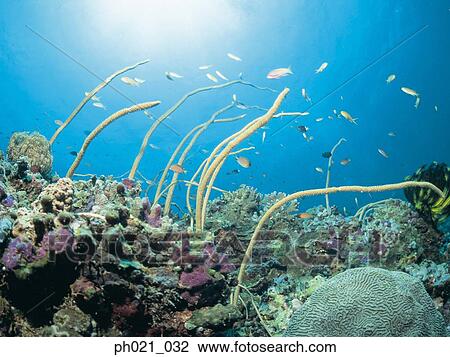 Light shining on coral reef and school of fish View Large Photo Image Stock Image - Light shining on coral reef and school of fish. Fotosearch