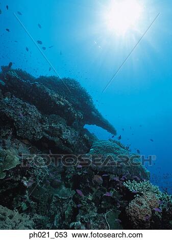 Light shining on coral reef and school of fish View Large Photo Image Stock Image - Light shining on coral reef and school of fish. Fotosearch