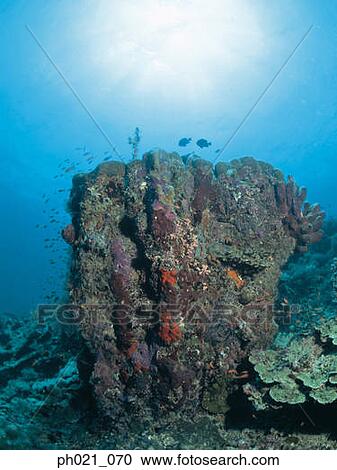 Light shining on coral reef and school of fish View Large Photo Image Stock Image - Light shining on coral reef and school of fish. Fotosearch