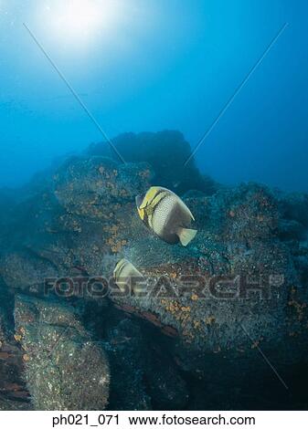 Light shining on coral reef and school of fish View Large Photo Image Stock Image - Light shining on coral reef and school of fish. Fotosearch
