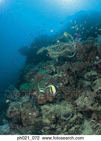 Light shining on coral reef and school of fish View Large Photo Image Stock Image - Light shining on coral reef and school of fish. Fotosearch