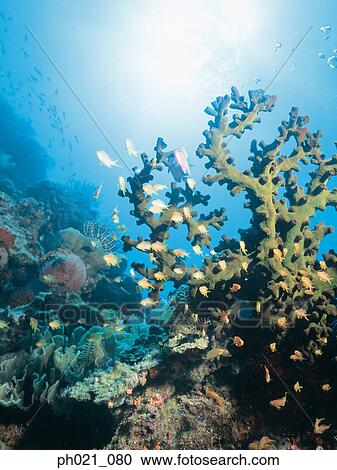 Light shining on coral reef and school of fish View Large Photo Image Stock Image - Light shining on coral reef and school of fish. Fotosearch