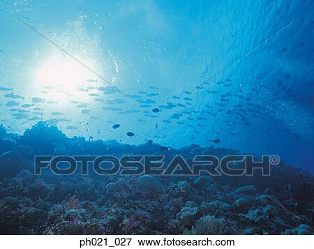 Light shining on coral reef and school of fish View Large Photo Image Stock Photo - Light shining on coral reef and school of fish. Fotosearch