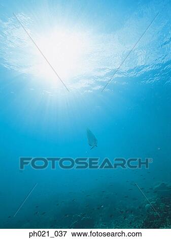 Light shining on coral reef and school of fish View Large Photo Image Stock Photo - Light shining on coral reef and school of fish. Fotosearch