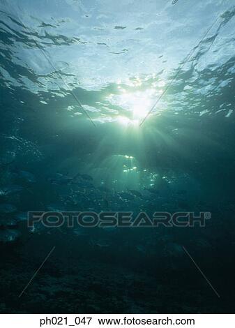 Light shining on coral reef and school of fish View Large Photo Image Stock Photo - Light shining on coral reef and school of fish. Fotosearch