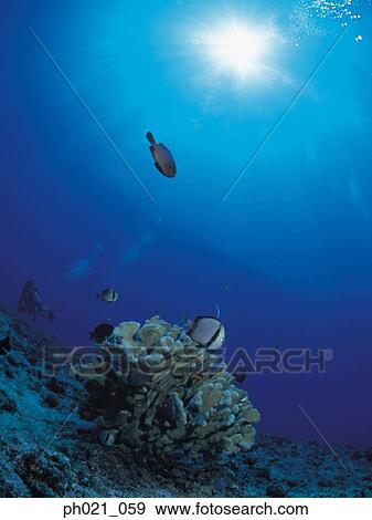 Stock Photo - Light shining on coral reef and school of fish. Fotosearch