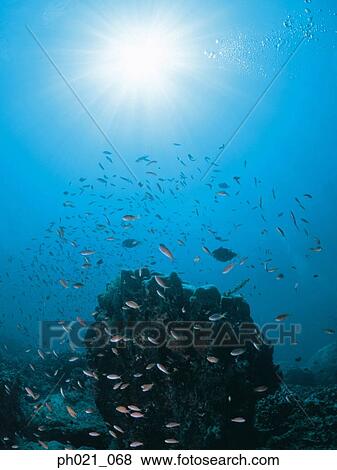 Light shining on coral reef and school of fish View Large Photo Image Stock Photo - Light shining on coral reef and school of fish. Fotosearch
