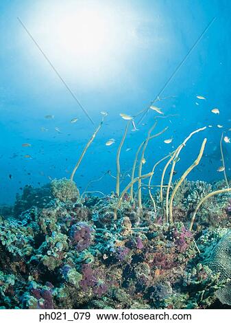 Light shining on coral reef and school of fish View Large Photo Image Stock Photo - Light shining on coral reef and school of fish. Fotosearch