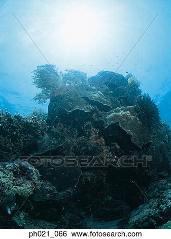 Light shining on coral reef and school of fish View Large Photo Image Stock Photograph - Light shining on coral reef and school of fish. Fotosearch