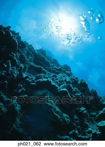 Light shining on coral reef, bubbles rising through water View Large Photo Image Stock Image - Light shining on coral reef, bubbles rising through water. Fotosearch