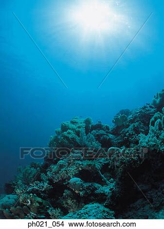 Light shining on coral reef View Large Photo Image Picture - Light shining on coral reef. Fotosearch