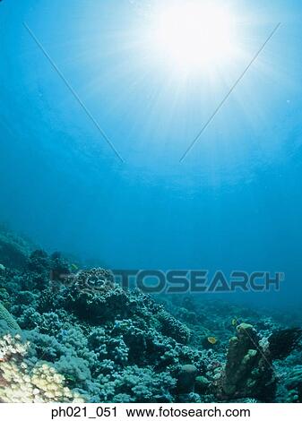 Light shining on coral reef View Large Photo Image Stock Image - Light shining on coral reef. Fotosearch