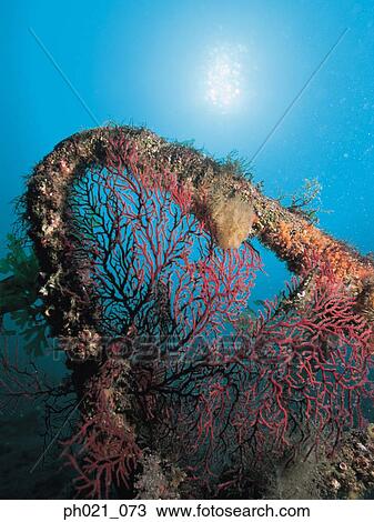 Light shining on coral reef View Large Photo Image Stock Image - Light shining on coral reef . Fotosearch